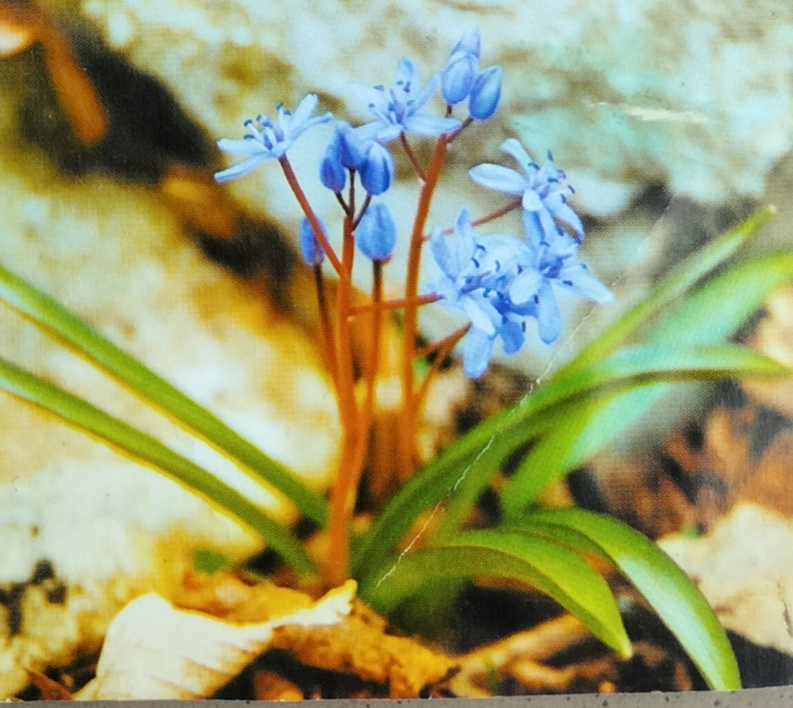 Scilla