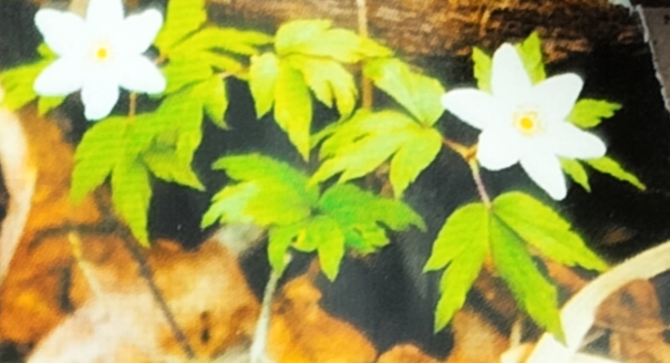 Anemone-sylvestris - анемона лісова