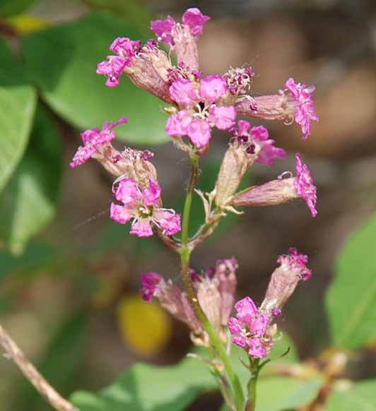Смілка.Гранітно-степове Побужжя