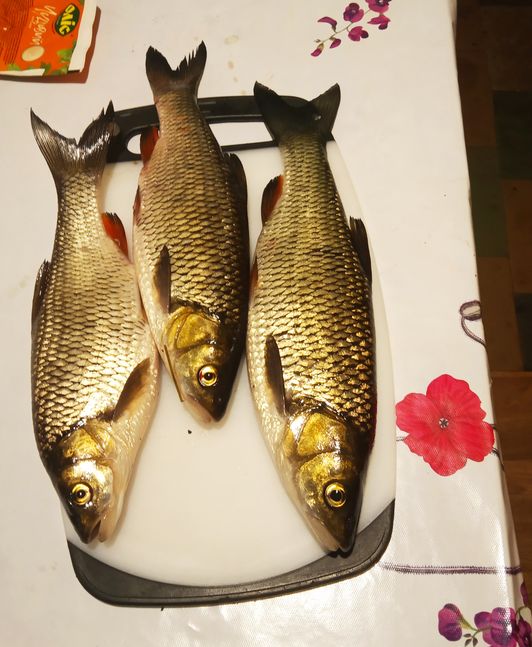 Самая честная рыбалка. Ловим своими руками hand Fishing