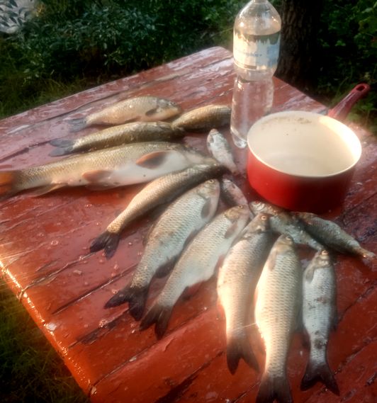 Самая честная рыбалка. Ловим своими руками hand Fishing