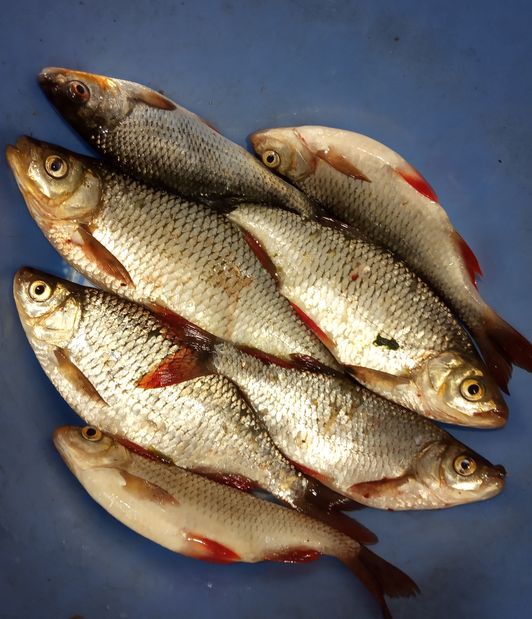 Самая честная рыбалка. Ловим своими руками hand Fishing