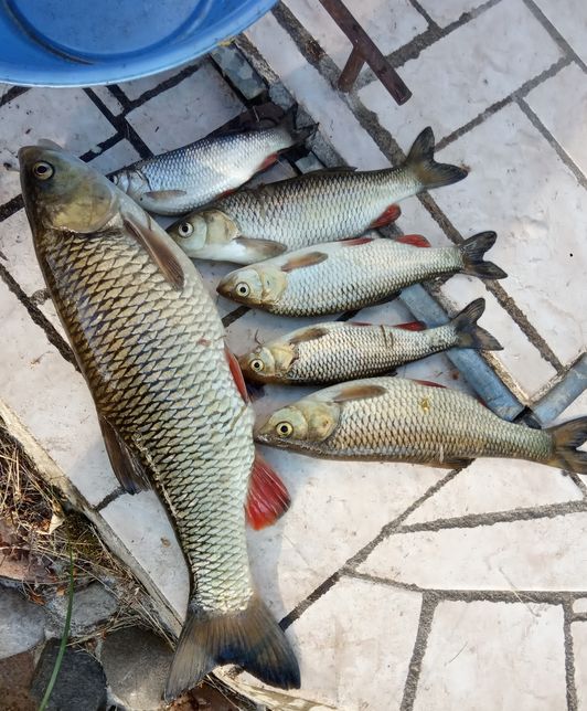 Самая честная рыбалка. Ловим своими руками hand Fishing