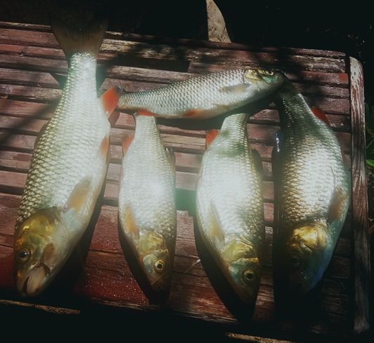Самая честная рыбалка. Ловим своими руками hand Fishing