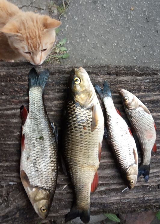 Самая честная рыбалка. Ловим своими руками hand Fishing