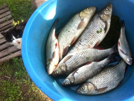 Мануальный фишинг - самая честная рыбалка. Перекат hand Fishing