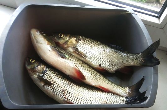 Мануальный фишинг - самая честная рыбалка. На перекате hand Fishing
