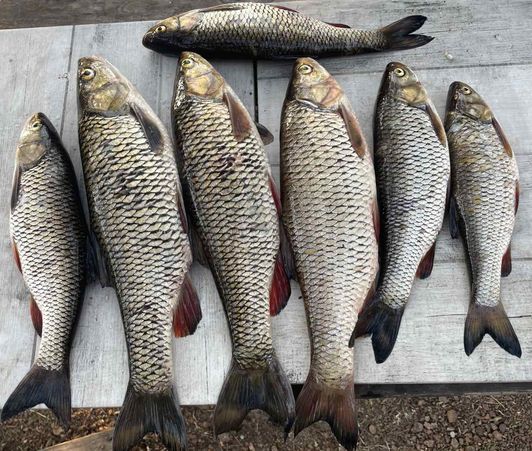 Мануальный фишинг - самая честная рыбалка. Голавль hand Fishing