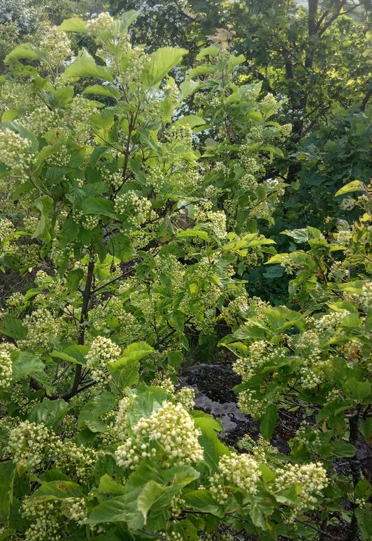 Клен татарський. Національний природній парк Бузький гард
